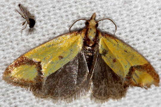 Image of Sulfur knapweed root moth