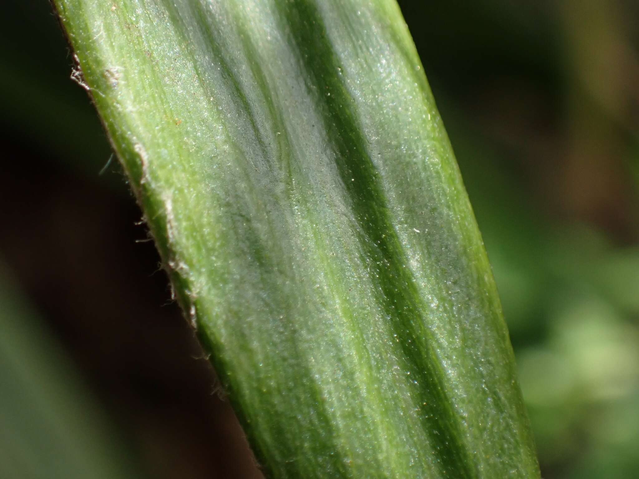 Image of Celmisia spectabilis subsp. lanceolata (Hook. fil.) D. R. Given