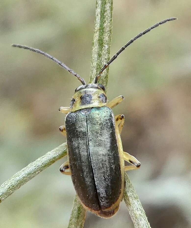 Imagem de Trirhabda sericotrachyla Blake 1931