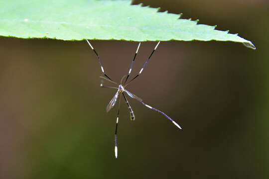 Plancia ëd Bittacomorphella jonesi (Johnson 1905)