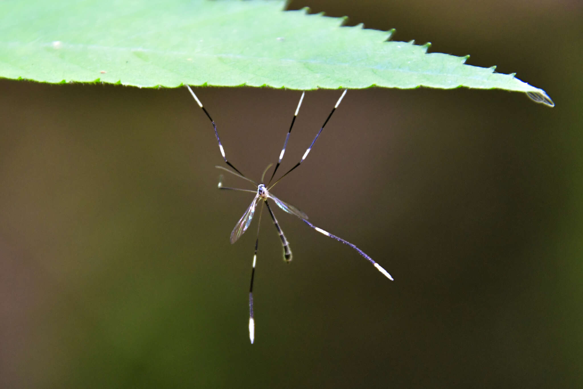 Imagem de Bittacomorphella jonesi (Johnson 1905)