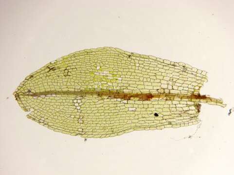 Image of Physcomitrium sphaericum Fürnrohr ex Hampe 1837