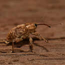 Image of Curculio nasicus Say & T. 1831