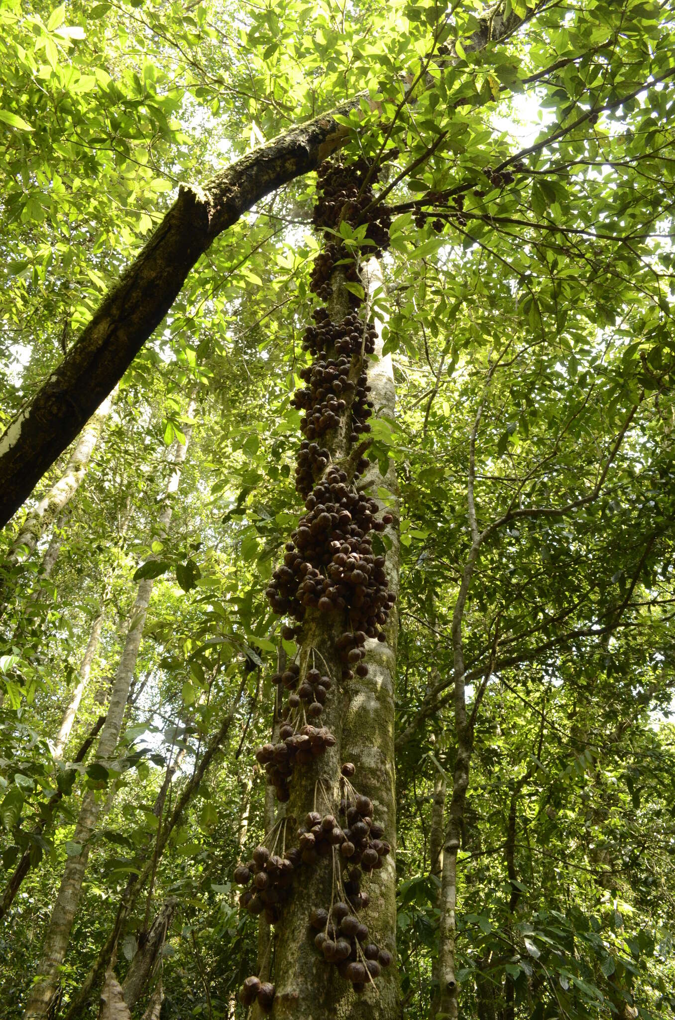 Image de Baccaurea courtallensis (Wight) Müll. Arg.