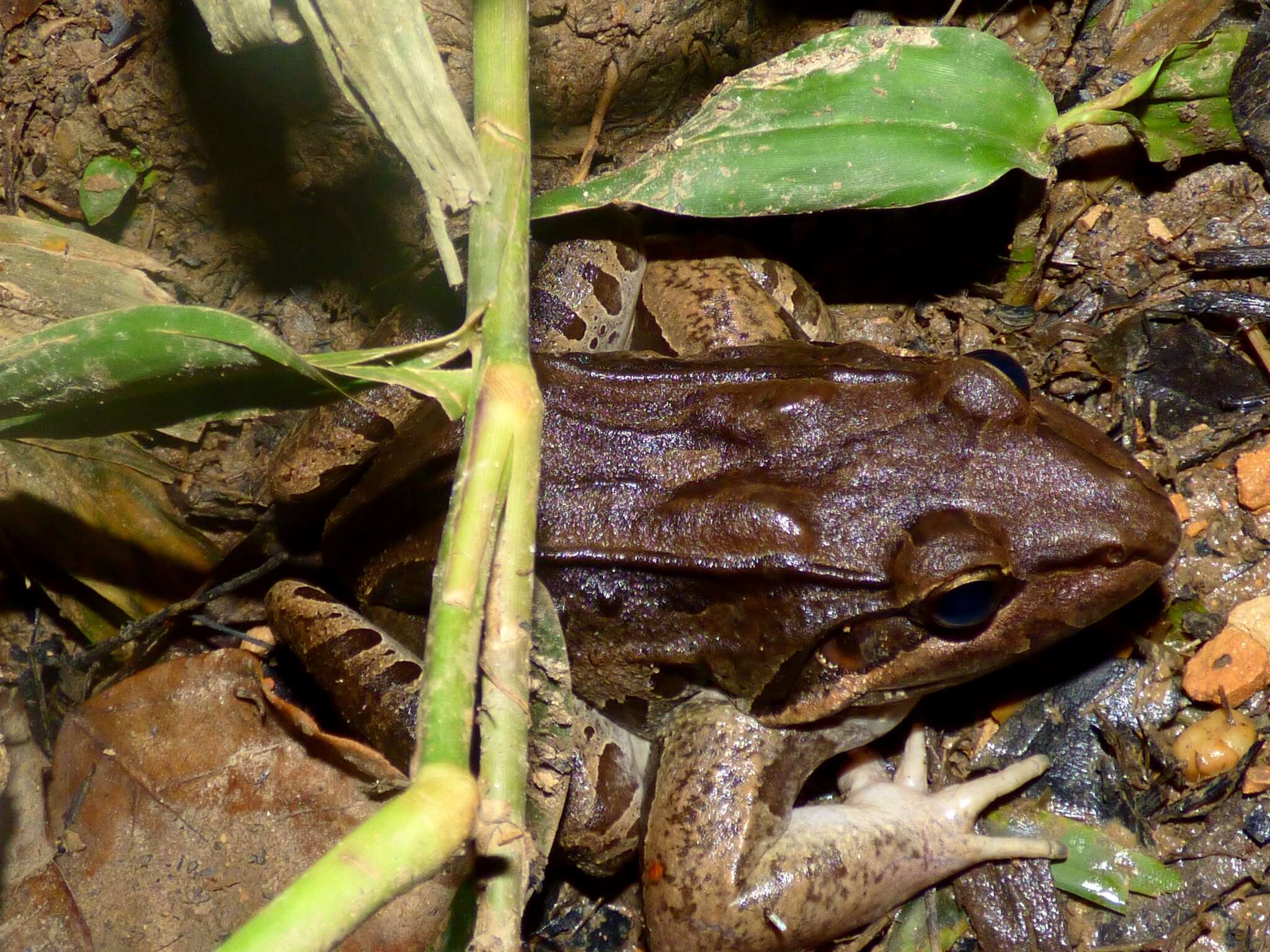 Image of Bolivian White-lipped Frog