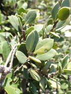 Image de Robsonodendron maritimum (Bolus) R. H. Archer