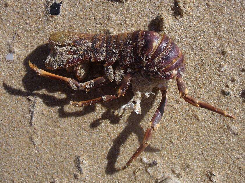 Image of Scalloped Spiny Lobster