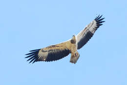 Image of White-bellied Sea Eagle