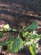 Image of fleshy hawthorn