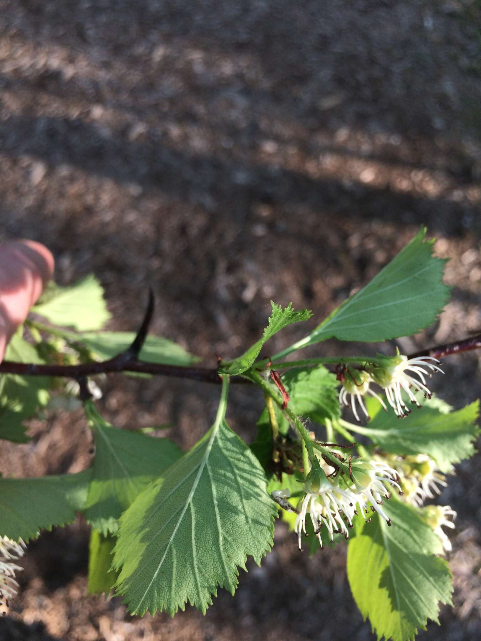 Image of fleshy hawthorn