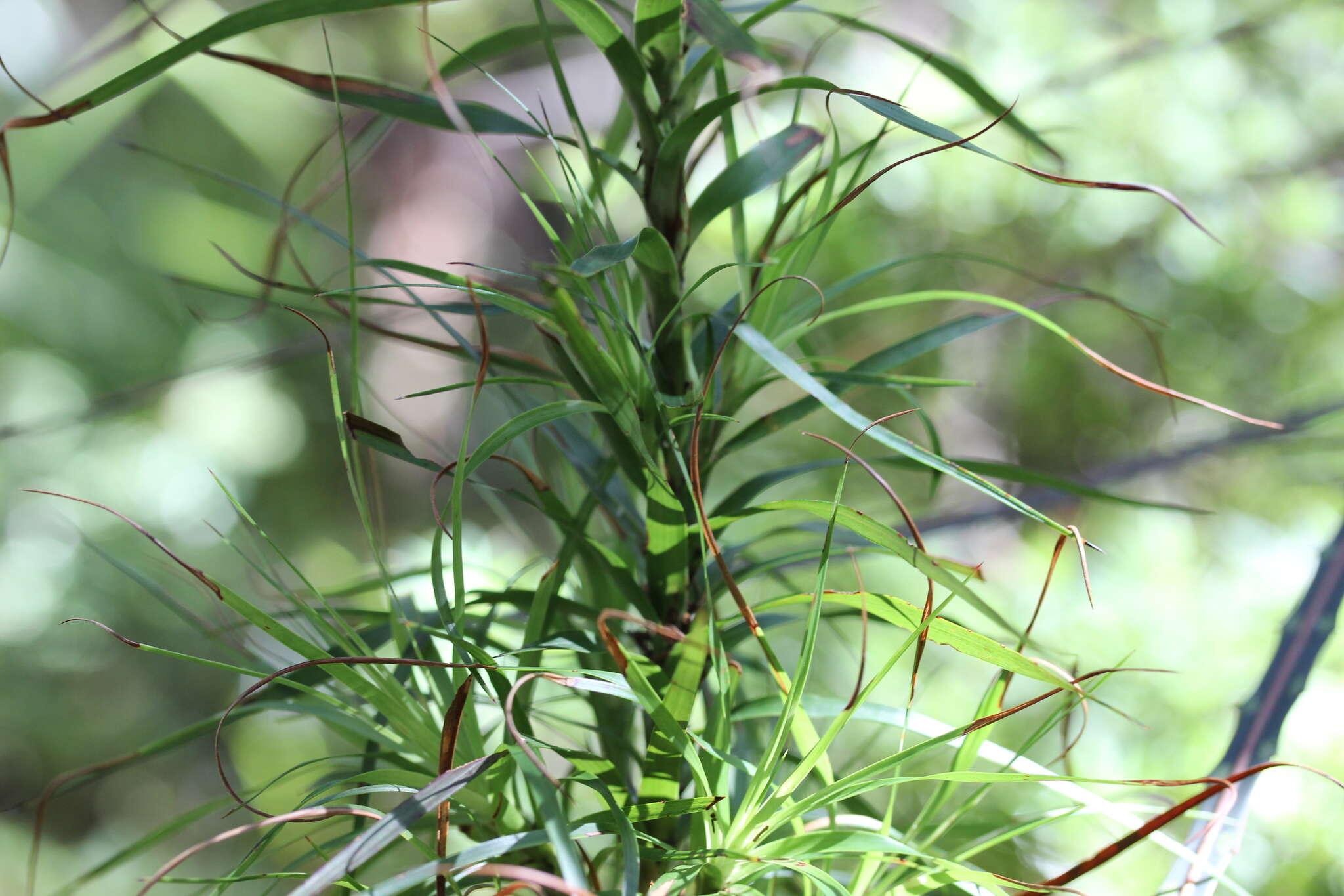 Image de Dracophyllum sinclairii Cheeseman