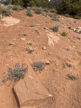 Image of woolly locoweed