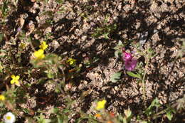 Image of Fremont's monkeyflower