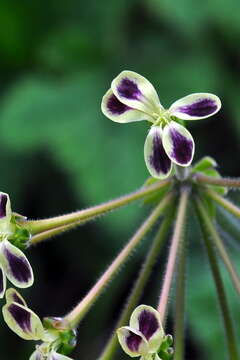 Pelargonium lobatum (Burm. fil.) L'Her. resmi