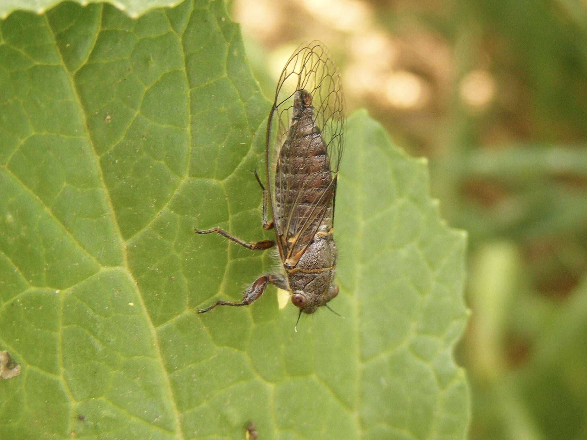 Image of Platypedia laticapitata Davis & W. T. 1921