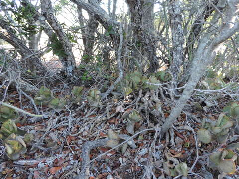 Image of Adromischus sphenophyllus C. A. Smith