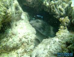 Image of Narrow-lined Puffer