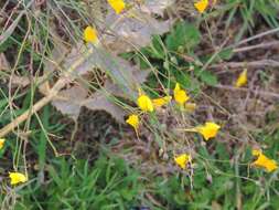 Image of ballast toadflax