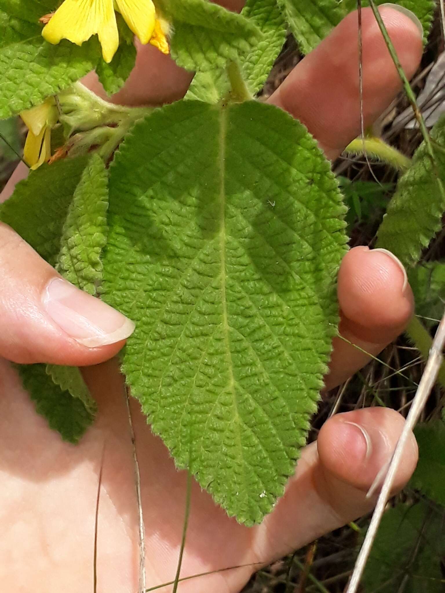 Imagem de Turnera lamiifolia Cambess.