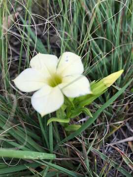 Image de Sebaea grandis (E. Mey.) Steud.