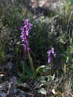 Image of Orchis olbiensis Reut. ex Gren.