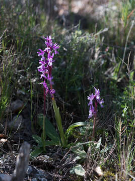 Слика од Orchis olbiensis Reut. ex Gren.