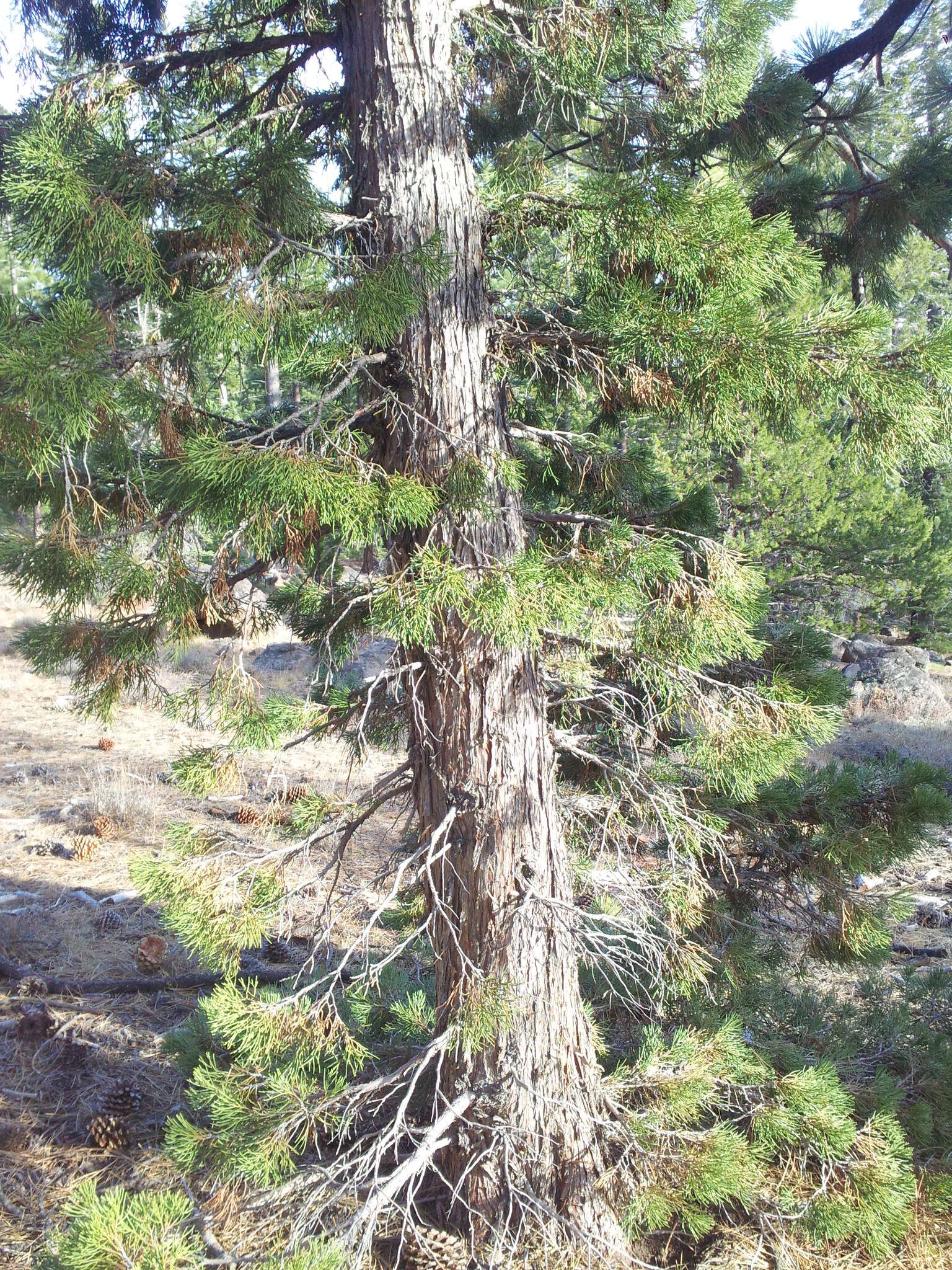 Juniperus occidentalis var. australis (Vasek) P. Lebreton & N. H. Holmgren的圖片