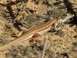 Image de Pedioplanis namaquensis (Duméril & Bibron 1839)