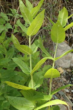 Image of Sierra mint