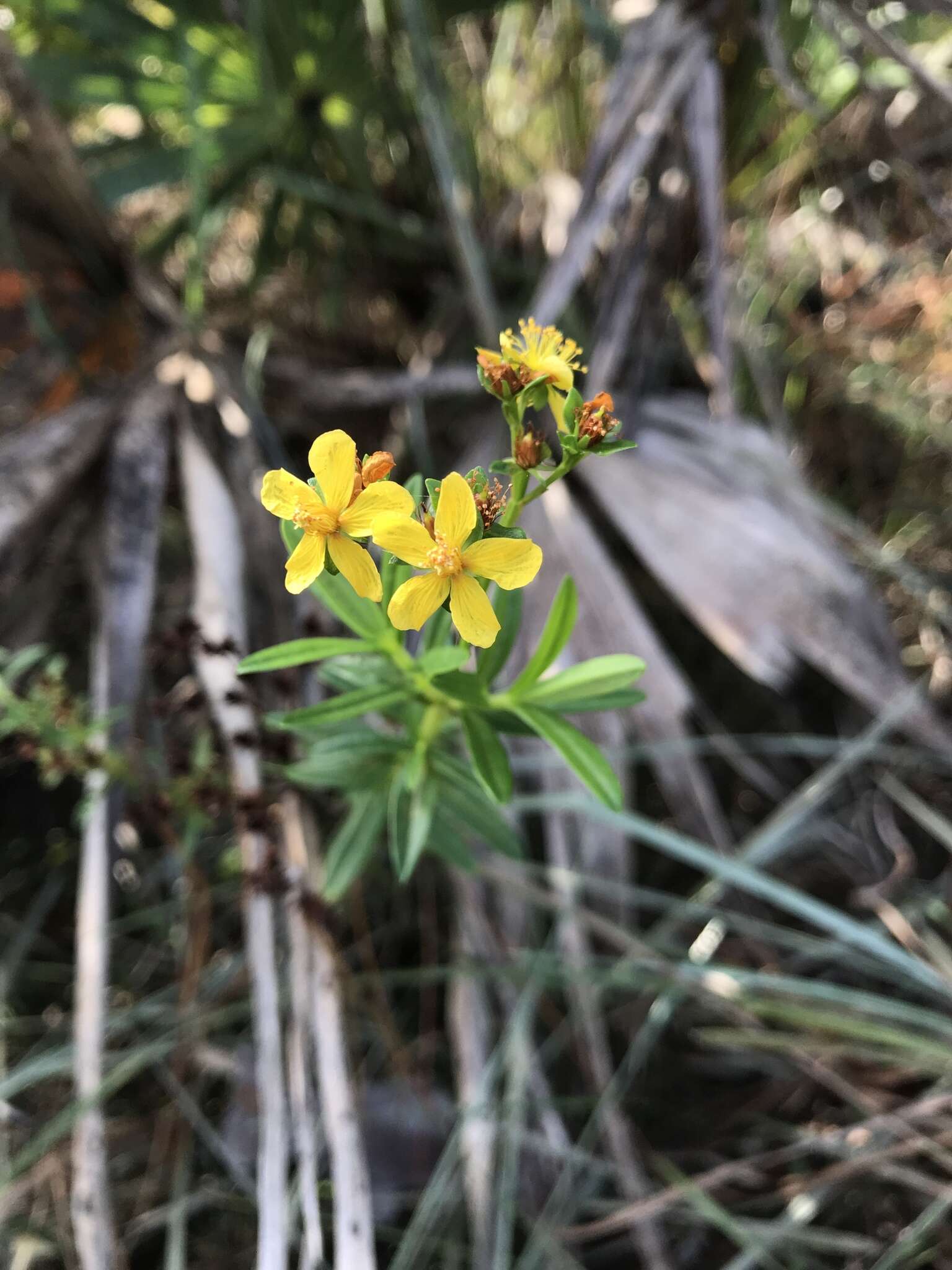 Image of cluster-leaf st.john's wort