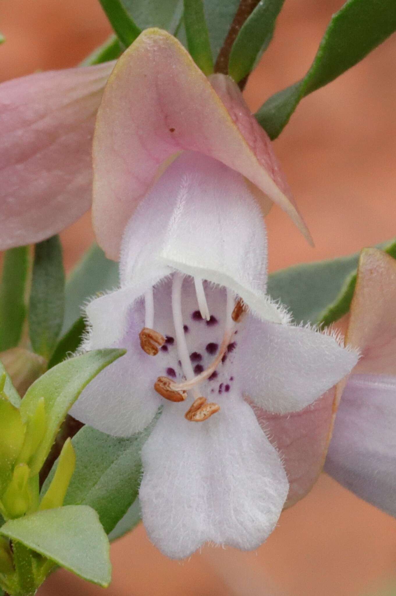 Imagem de Prostanthera magnifica C. A. Gardner