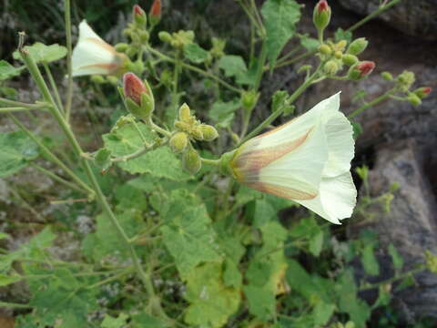 Imagem de Hibiscus engleri K. Schum.