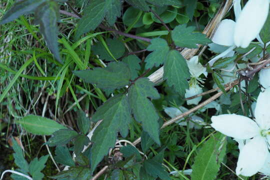 Image of Himalayan Clematis