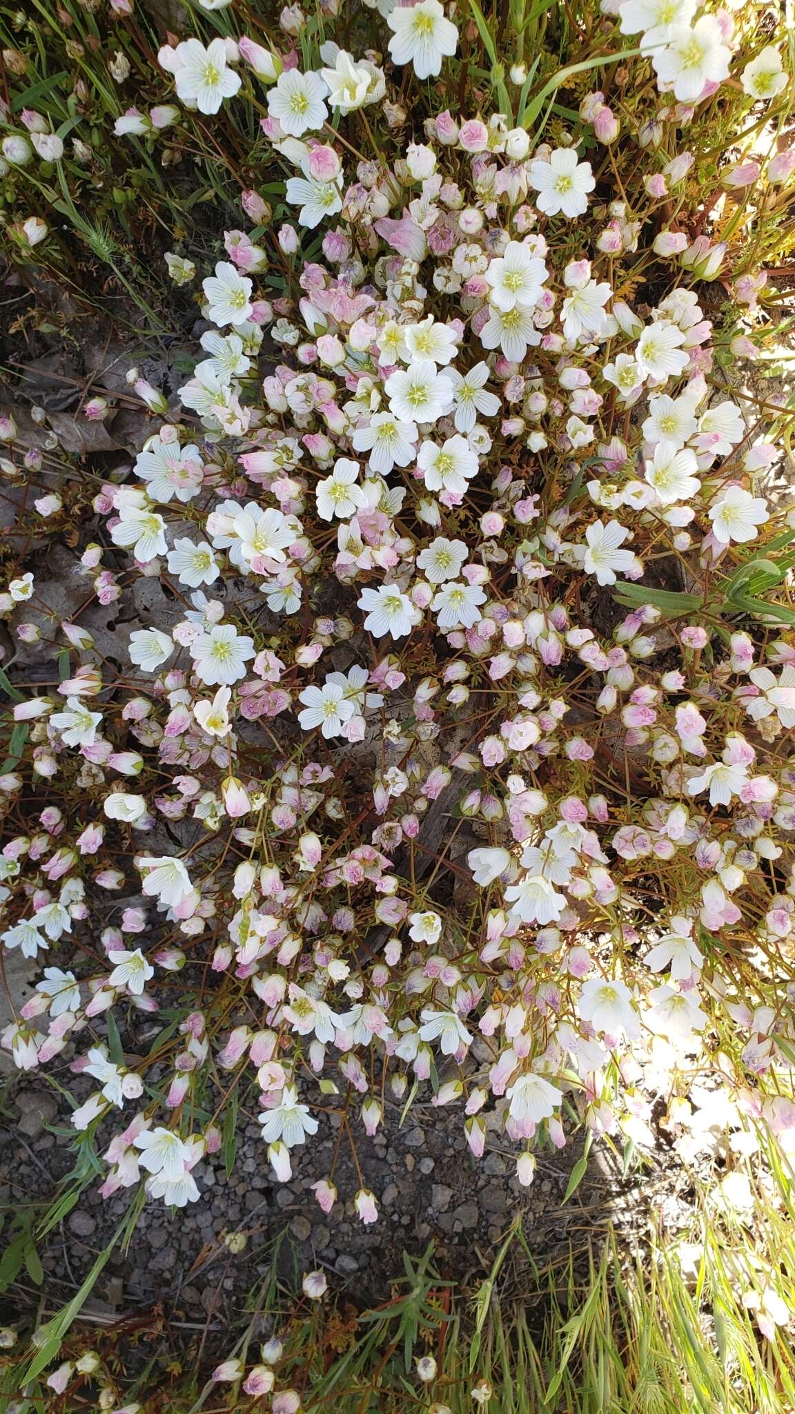 Image of white meadowfoam