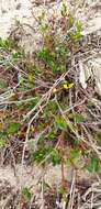 Image of Muehlenbeckia gunnii (Hook. fil.) Walp.