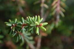 Image of Androstoma empetrifolia Hook. fil.