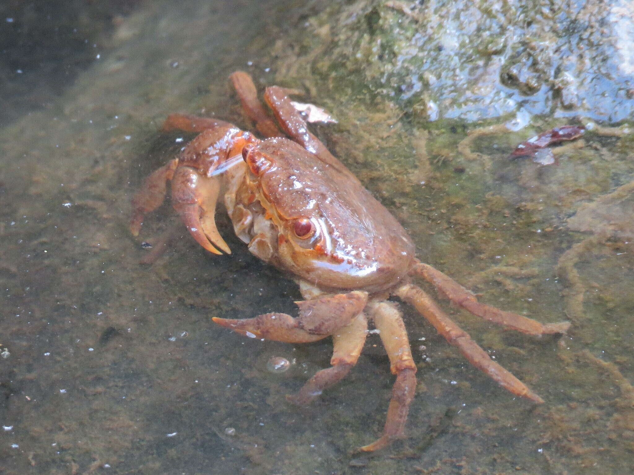 Image of Potamon algeriense Bott 1967