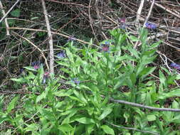 Image of Centaurea triumfettii subsp. stricta (Waldst. & Kit.) Dostál