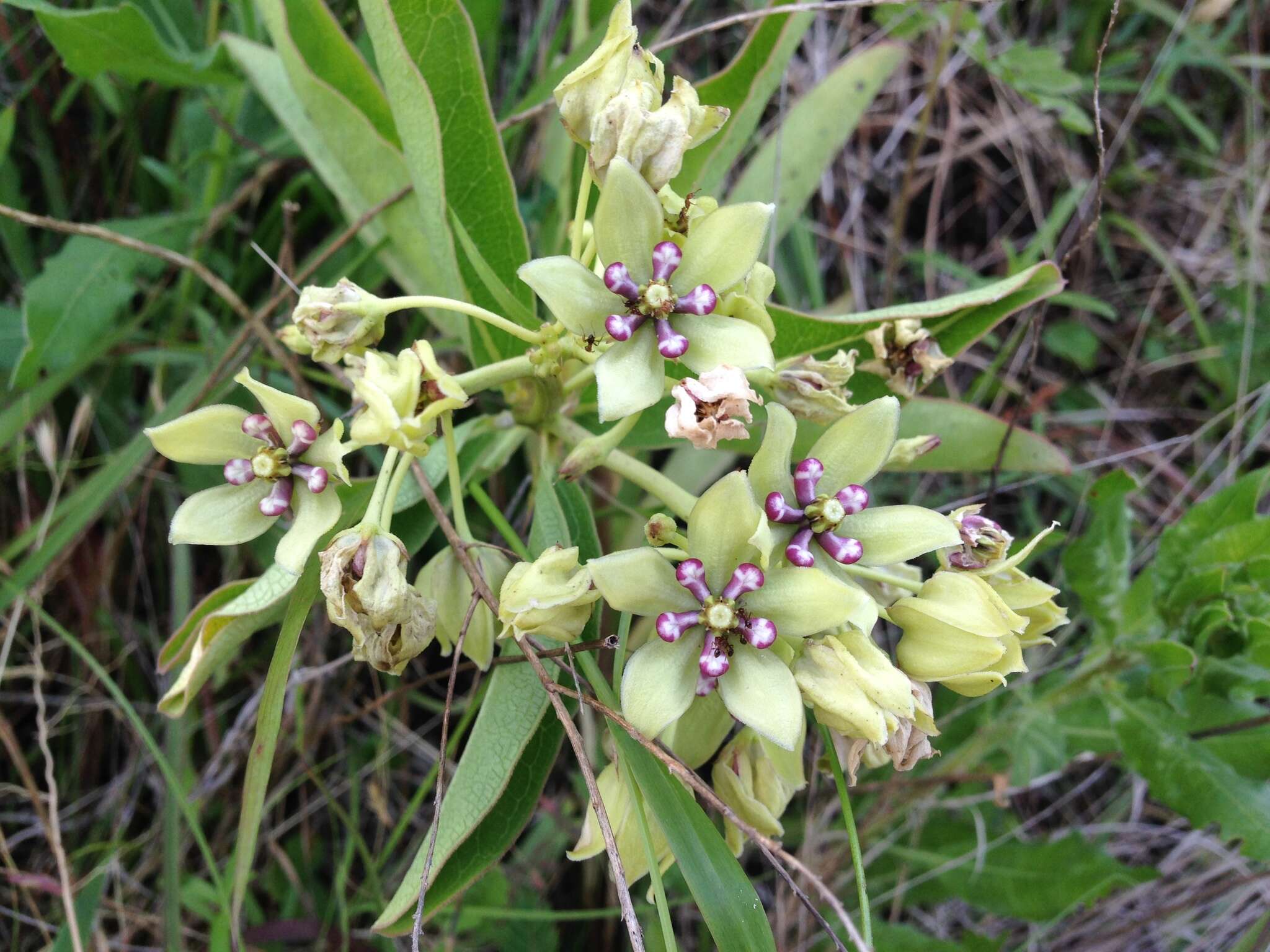 صورة Asclepias viridis Walt.