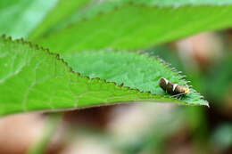 Imagem de Alloclemensia mesospilella (Herrich-Schäffer 1854)