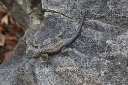 Image of Sceloporus jarrovii jarrovii Cope 1875