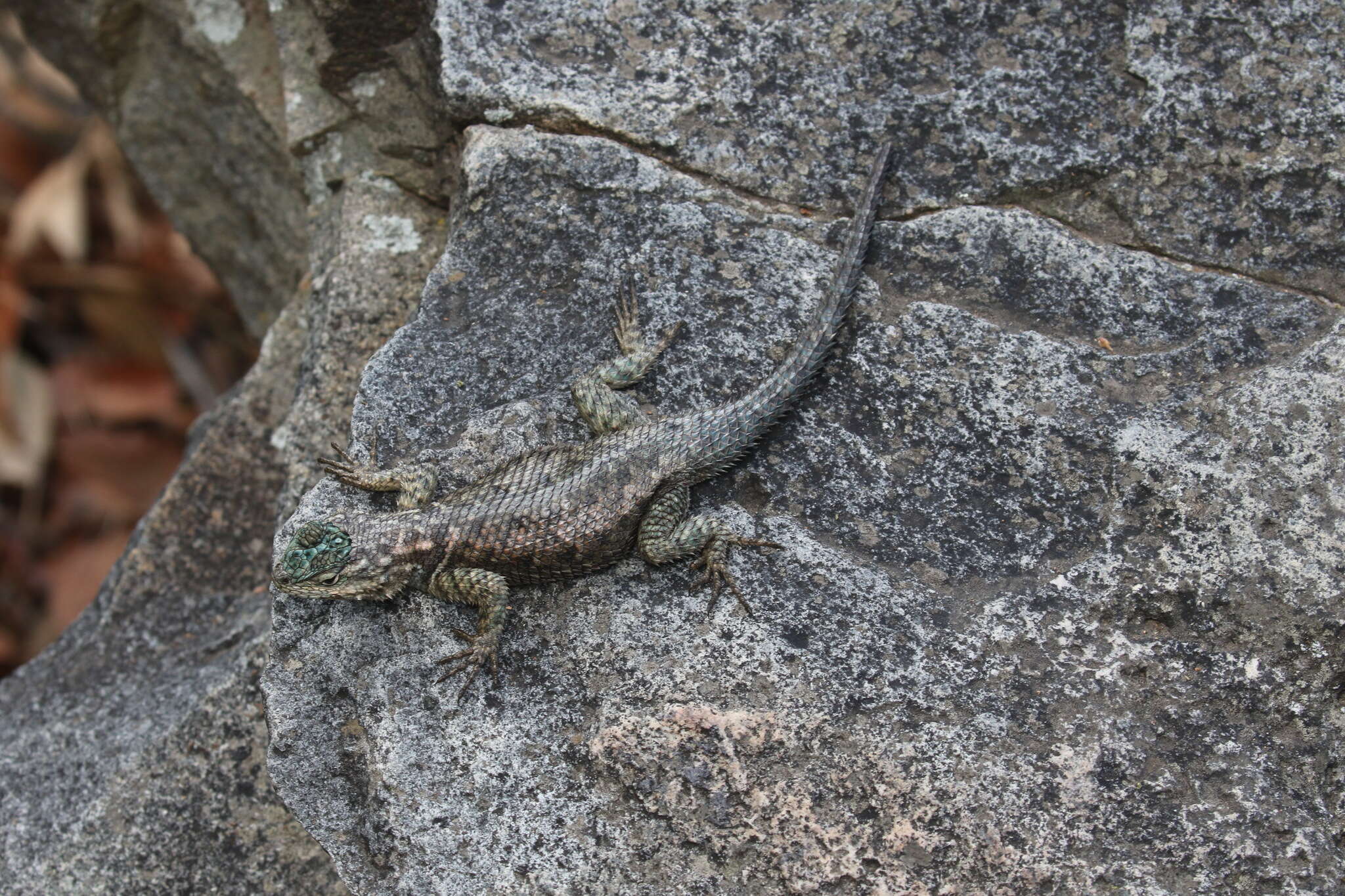 Image of Sceloporus jarrovii jarrovii Cope 1875