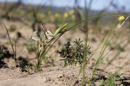 Image of Gladiolus ceresianus L. Bolus