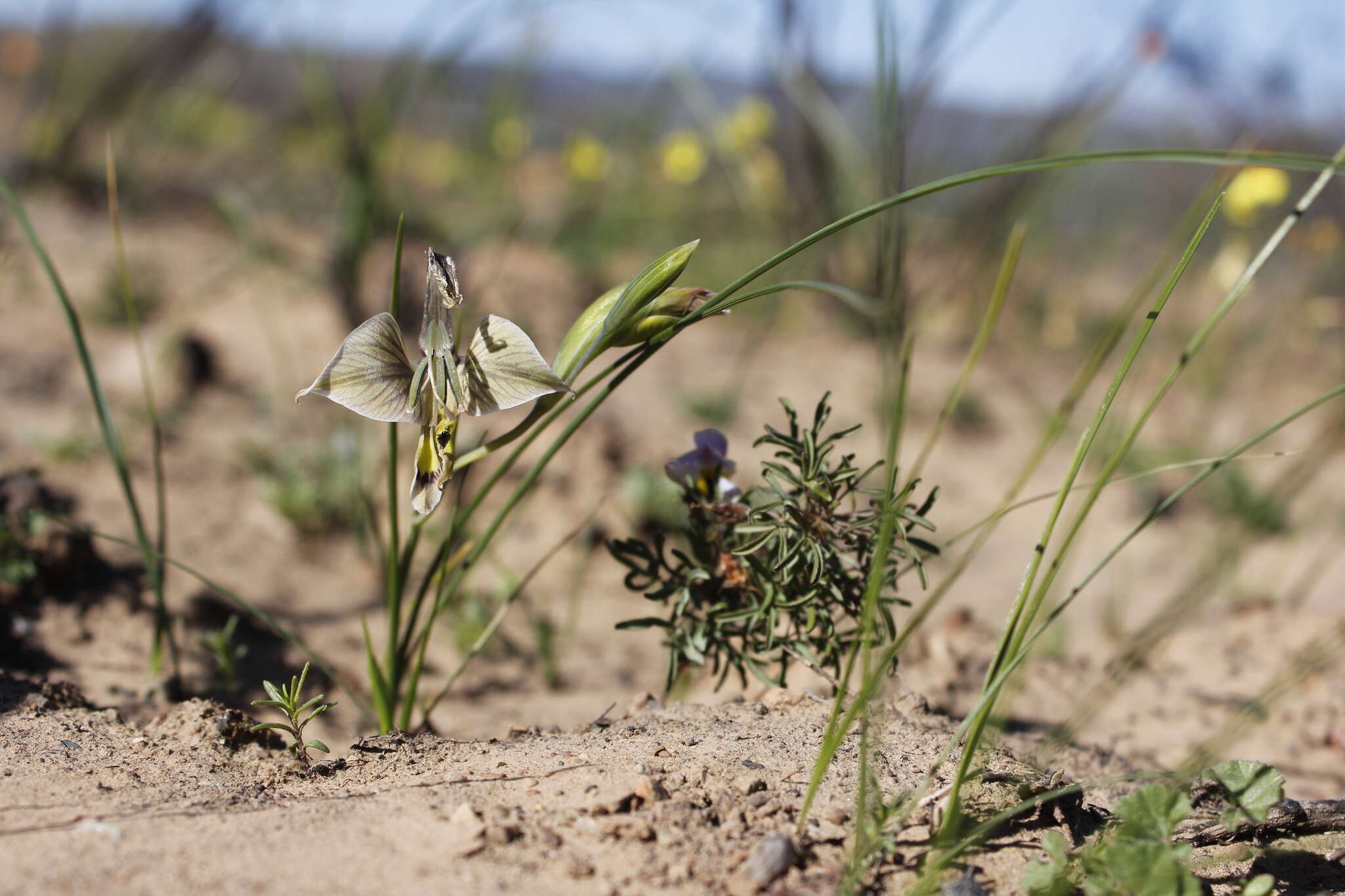 Image of Gladiolus ceresianus L. Bolus