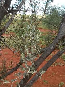 Image of Amyema maidenii (Blakely) Barlow