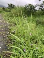 Слика од Phragmites Adans.