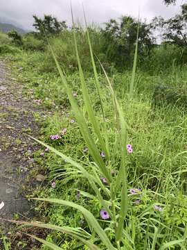 Sivun Phragmites Adans. kuva