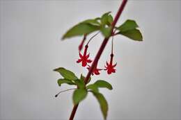 Image of Fuchsia thymifolia Kunth