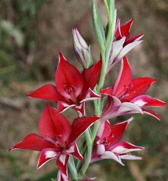 Слика од Gladiolus cardinalis Curtis