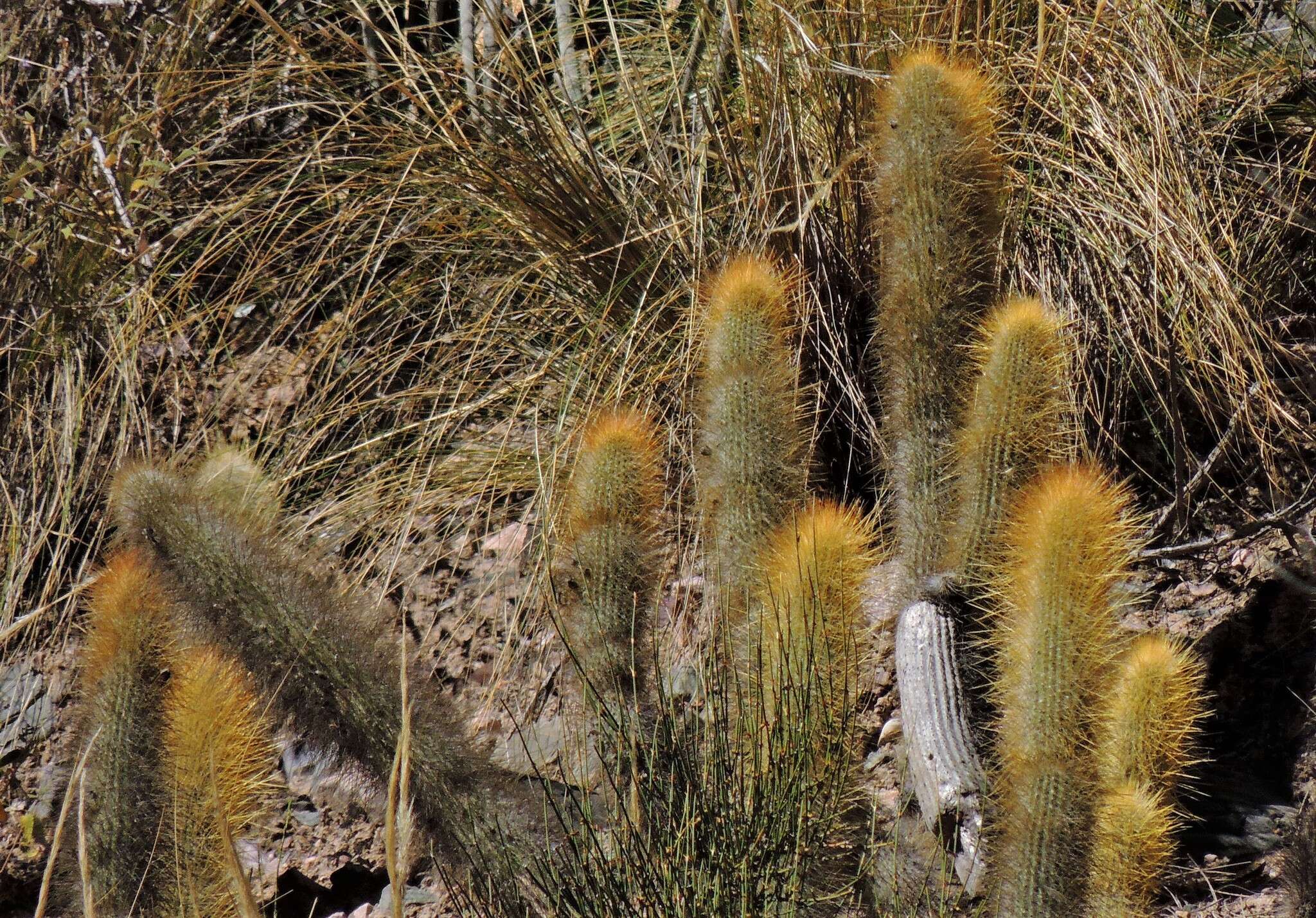 Image of Cleistocactus hyalacanthus (K. Schum.) Rol.-Goss.